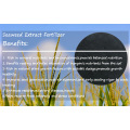 Seaweed Extract Fertilizer in Agriculture